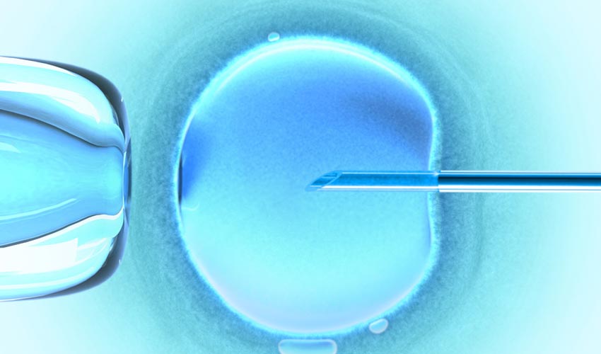 Fécondation in vitro